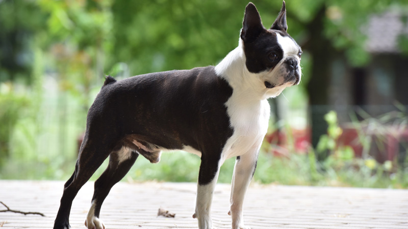 Campioni di Boston Terrier maschi - Sunwood He's Got Attitude