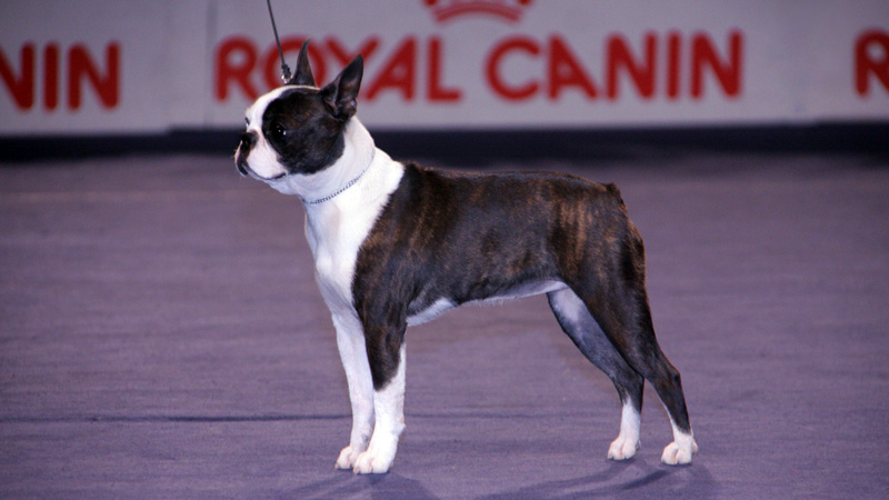 Campioni di Boston Terrier femmine - Daisy del Primo Cavaliere