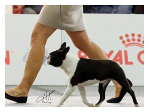 Primo Cavaliere Miss Sicily