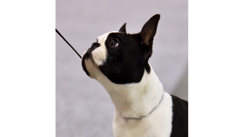 Campioni di Boston Terrier femmine - Primo Cavaliere Miss Sicily