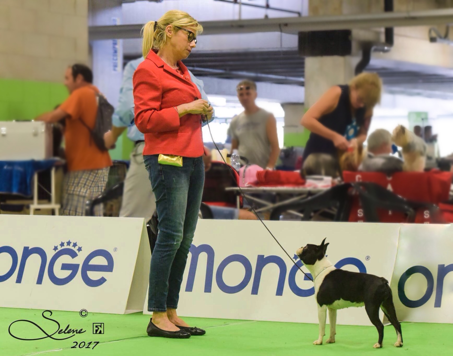 Mondovi Ids - Nds and Specialty Boston Terrier