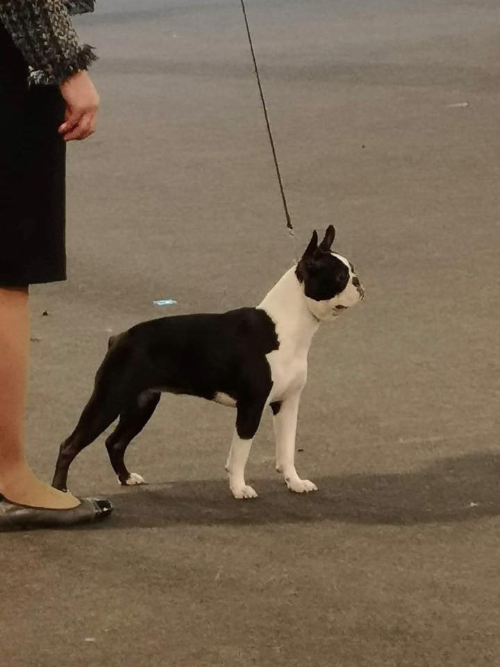 IDS Empoli Boston Terrier