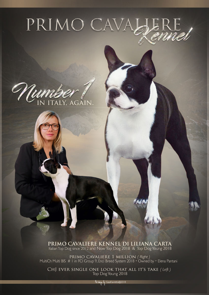 Allevamento Boston Terrier Primo Cavaliere