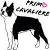 Primo Cavaliere Kennel Logo