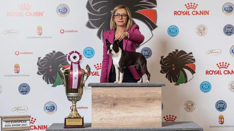 Campioni di Boston Terrier femmine - Primo Cavaliere Guendalina