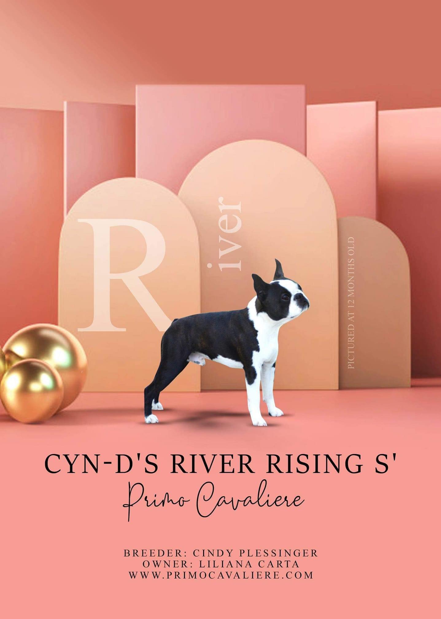 Cyn-D's River Rising S' Primo Cavaliere
