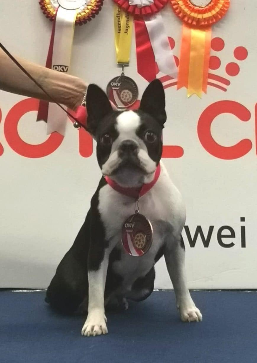 Primo Cavaliere Twilly